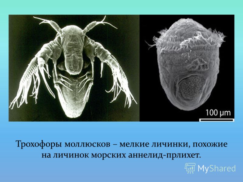 Трохофоры моллюсков – мелкие личинки, похожие на личинок морских аннелид-прлихет.