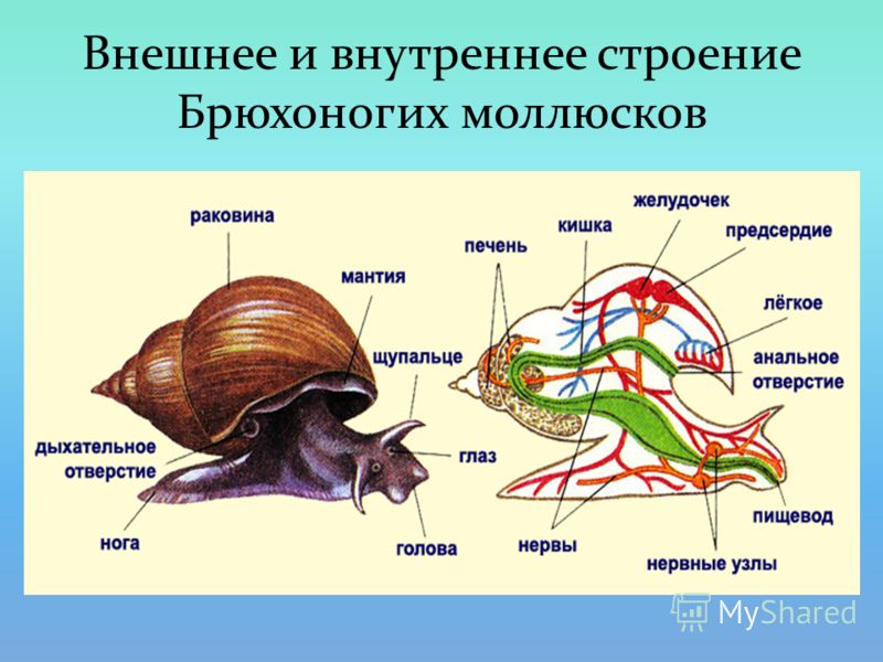 Внешнее и внутреннее строение Брюхоногих моллюсков