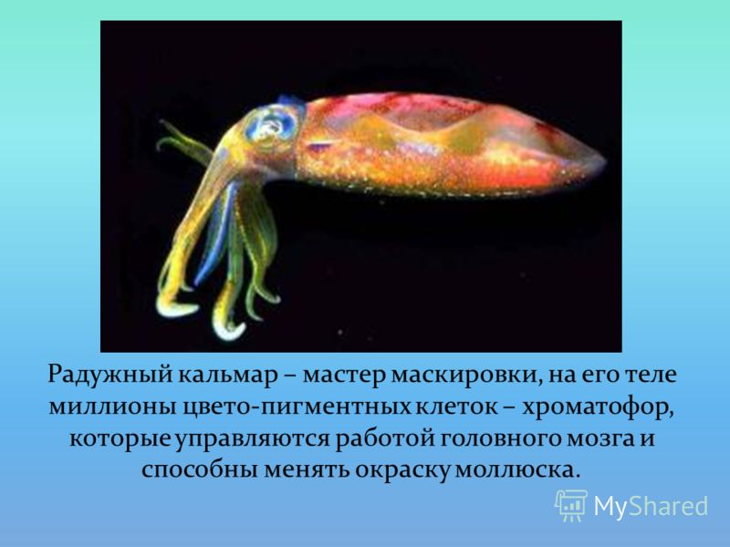 Радужный кальмар – мастер маскировки, на его теле миллионы цвето-пигментных клеток – хроматофор, которые управляются работой головного мозга и способны менять окраску моллюска.