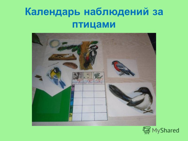Календарь наблюдений за птицами