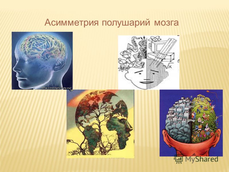 Асимметрия полушарий мозга