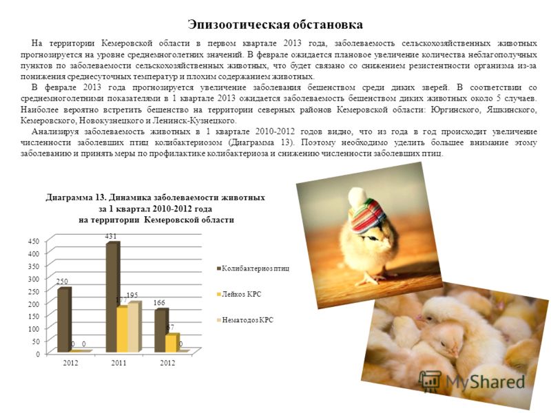 Эпизоотическая обстановка На территории Кемеровской области в первом квартале 2013 года, заболеваемость сельскохозяйственных животных прогнозируется на уровне среднемноголетних значений. В феврале ожидается плановое увеличение количества неблагополуч