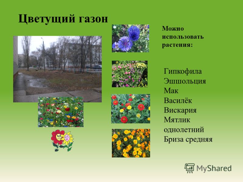 Цветущий газон Гипкофила Эшшольция Мак Василёк Вискария Мятлик однолетний Бриза средняя Можно использовать растения :