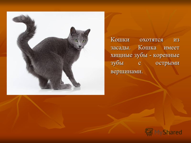 Острые хищные зубы Острые хищные зубы