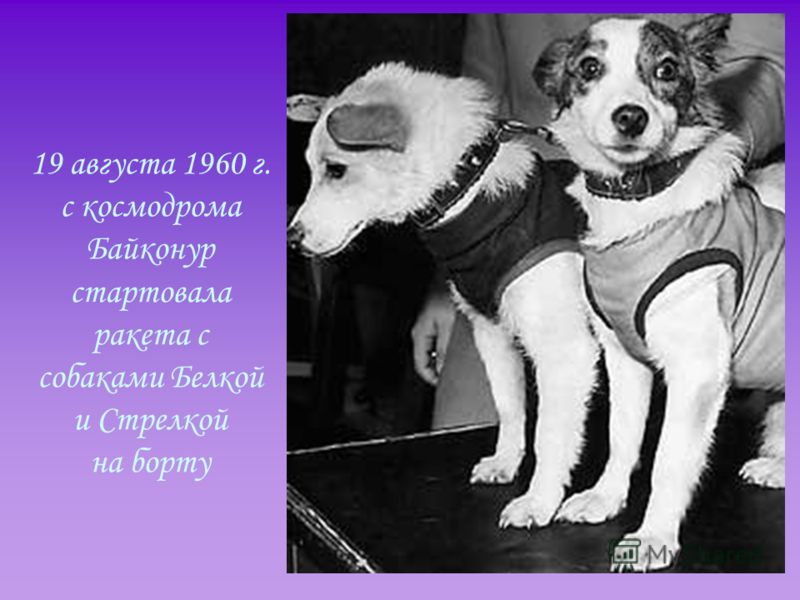 19 августа 1960 г. с космодрома Байконур стартовала ракета с собаками Белкой и Стрелкой на борту
