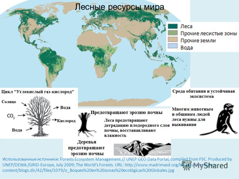 Использованные источники: Forests Ecosystem Management // UNEP GEO Data Portal, compiled from FSC. Produced by UNEP/DEWA /GRID-Europe, July 2009; The Worlds Forests. URL: http://www.madrimasd.org/blogs/universo/wp- content/blogs.dir/42/files/1079/o_B