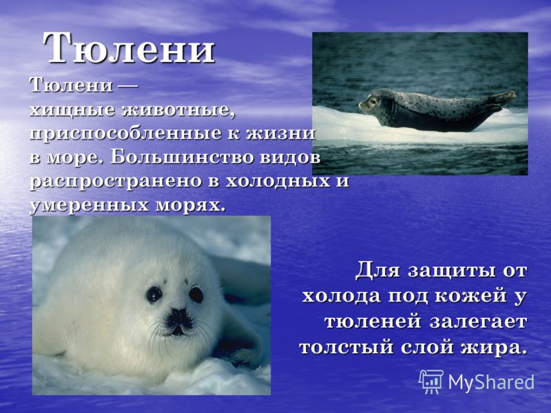 Тюлени Тюлени Тюлени хищные животные, приспособленные к жизни в море. Большинство видов распространено в холодных и умеренных морях. Для защиты от холода под кожей у тюленей залегает толстый слой жира.