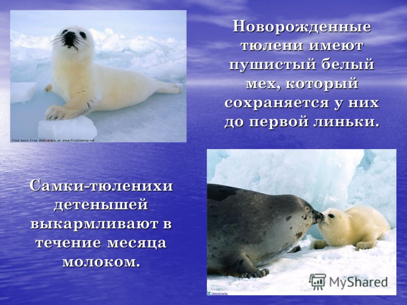 Новорожденные тюлени имеют пушистый белый мех, который сохраняется у них до первой линьки. Самки-тюленихи детенышей выкармливают в течение месяца молоком.