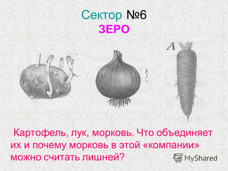 Сектор 6 ЗЕРО Картофель, лук, морковь. Что объединяет их и почему морковь в этой «компании» можно считать лишней?