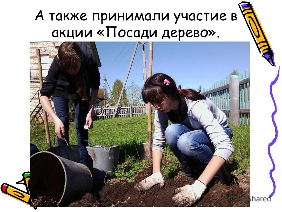 А также принимали участие в акции «Посади дерево».