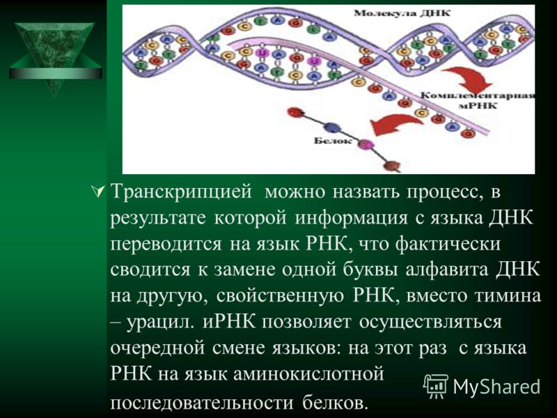 Транскрипцией можно назвать процесс, в результате которой информация с языка ДНК переводится на язык РНК, что фактически сводится к замене одной буквы алфавита ДНК на другую, свойственную РНК, вместо тимина – урацил. иРНК позволяет осуществляться оче