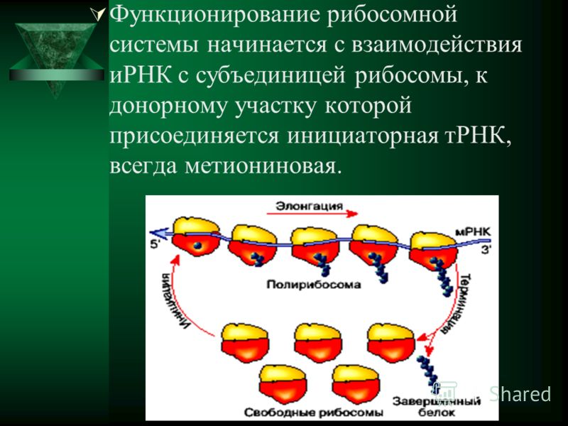 Функционирование рибосомной системы начинается с взаимодействия иРНК с субъединицей рибосомы, к донорному участку которой присоединяется инициаторная тРНК, всегда метиониновая.