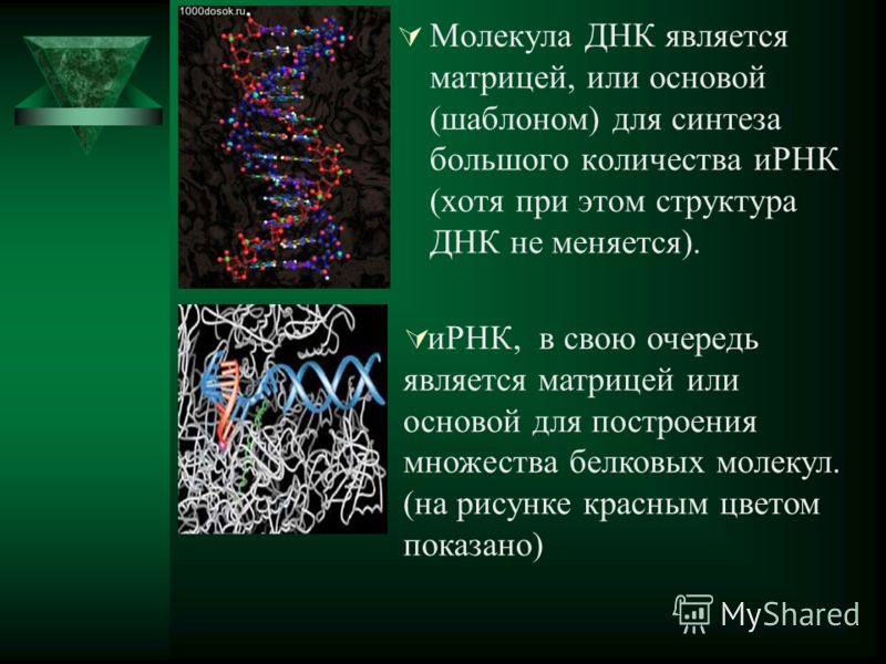 Молекула ДНК является матрицей, или основой (шаблоном) для синтеза большого количества иРНК (хотя при этом структура ДНК не меняется). иРНК, в свою очередь является матрицей или основой для построения множества белковых молекул. (на рисунке красным ц