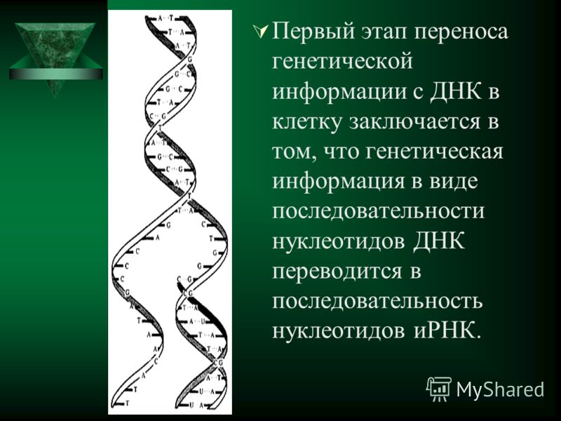 Первый этап переноса генетической информации с ДНК в клетку заключается в том, что генетическая информация в виде последовательности нуклеотидов ДНК переводится в последовательность нуклеотидов иРНК.