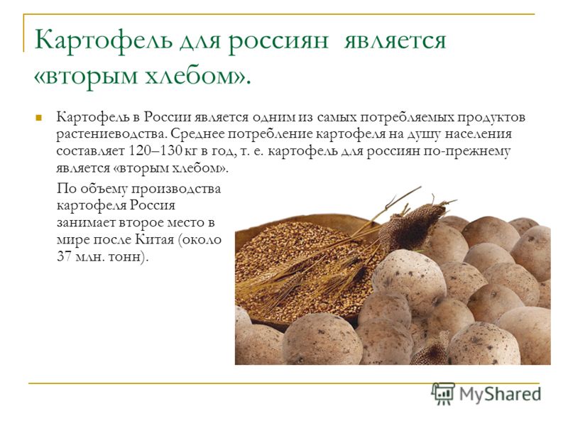 Почему картофель называют вторым хлебом Почему картофель называют вторым хлебом