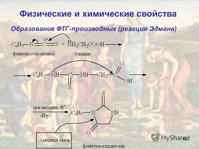 49 Образование ФТГ-производных (реакция Эдмана) Физические и химические свойства