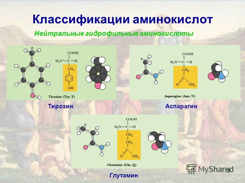 8 Классификации аминокислот Нейтральные гидрофильные аминокислоты ТирозинАспарагин Глутамин