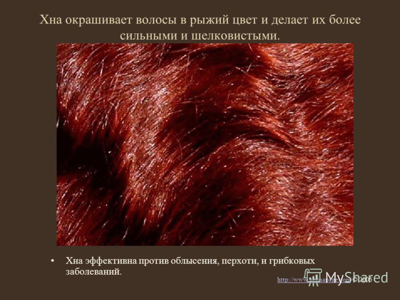 Хна окрашивает волосы в рыжий цвет и делает их более сильными и шелковистыми. Хна эффективна против облысения, перхоти, и грибковых заболеваний. http://www.hennapage.comhttp://www.hennapage.com © 2005