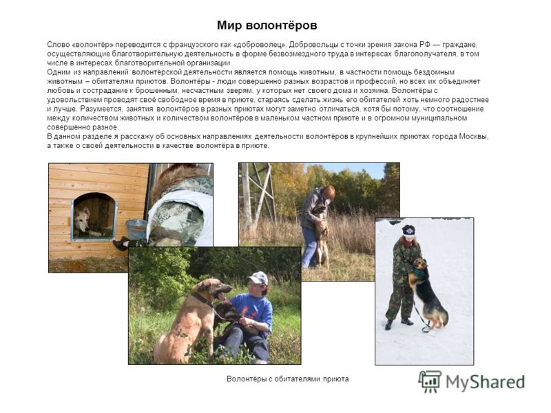 Приют для бездомных животных "Твои Друзья" - Новости приюта Альманах попаданцев от А до Я. Библиотека - RusLit