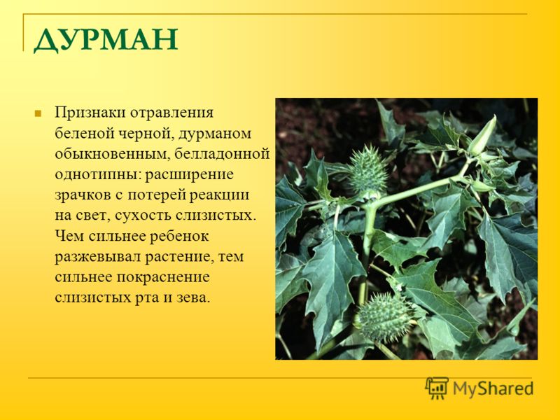 Я как дурман стих Я как дурман стих