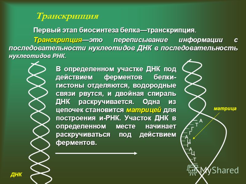 Вяжешь транскрипция Вяжешь транскрипция