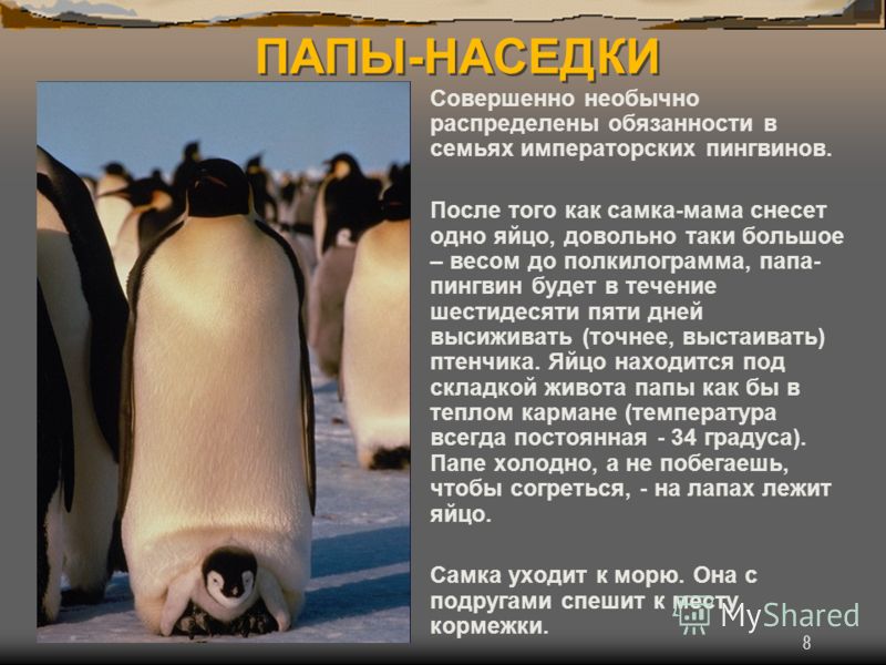 8 ПАПЫ-НАСЕДКИ Совершенно необычно распределены обязанности в семьях императорских пингвинов. После того как самка-мама снесет одно яйцо, довольно таки большое – весом до полкилограмма, папа- пингвин будет в течение шестидесяти пяти дней высиживать (