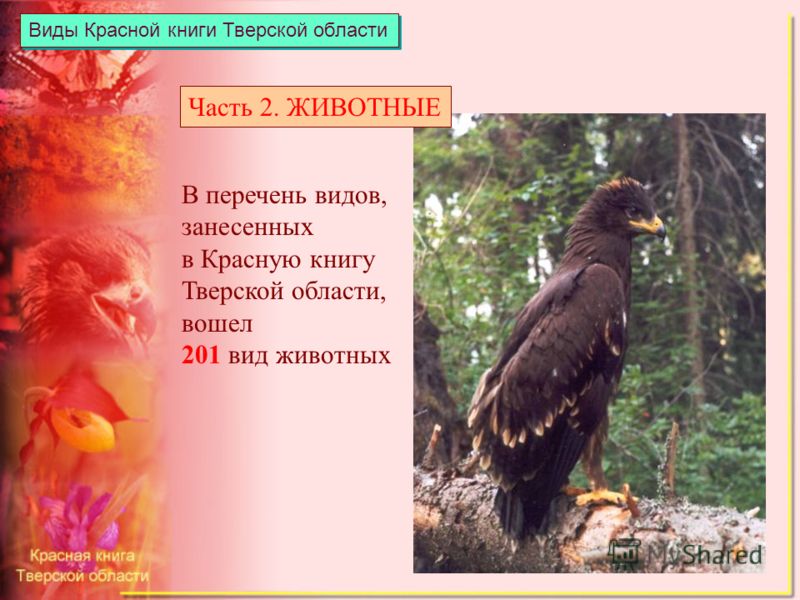 Красная книга тверской области доклад 544