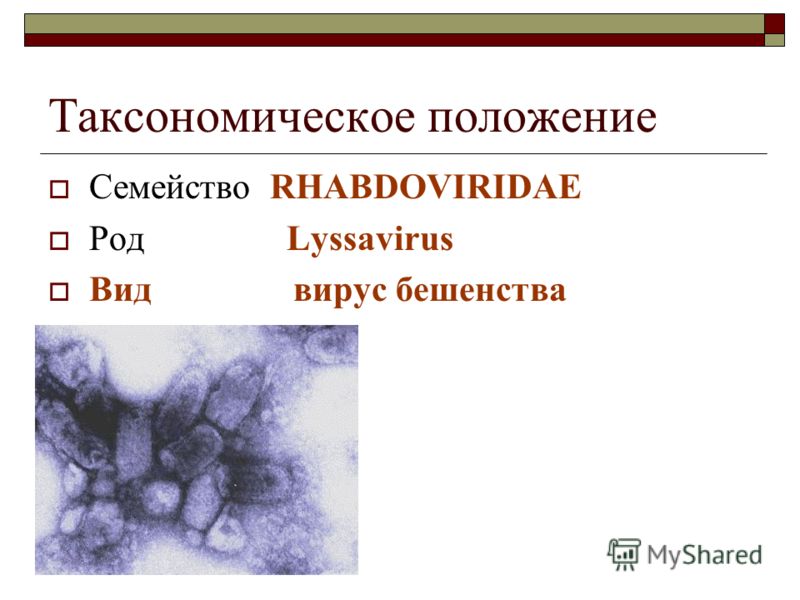 Virus Beshenstva Prezentaciya