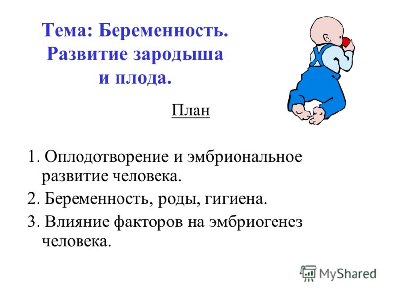 Презентацию на тему развитие зародыша