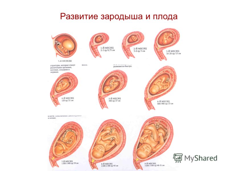 Беременность Фото Зародыша
