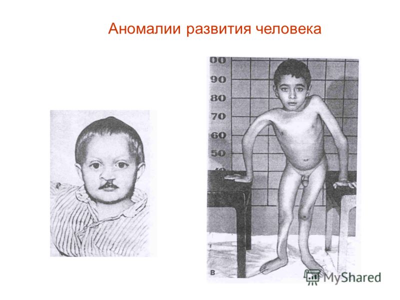 На сколько частей делится беременность
