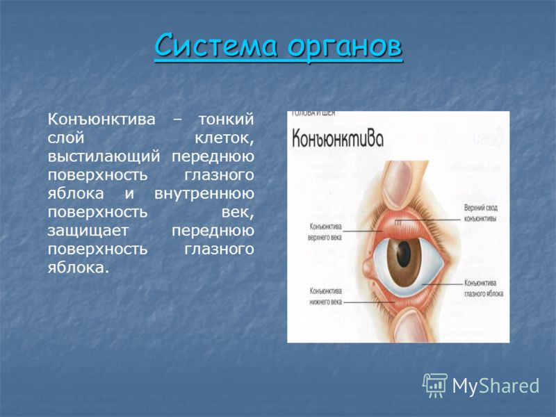 Система органов Система органов Конъюнктива – тонкий слой клеток, выстилающий переднюю поверхность глазного яблока и внутреннюю поверхность век, защищает переднюю поверхность глазного яблока.