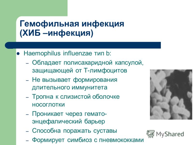 Гемофильная инфекция (ХИБ –инфекция) Haemophilus influenzae тип b: – Обладает полисахаридной капсулой, защищающей от Т-лимфоцитов – Не вызывает формирования длительного иммунитета – Тропна к слизистой оболочке носоглотки – Проникает через гемато- энц
