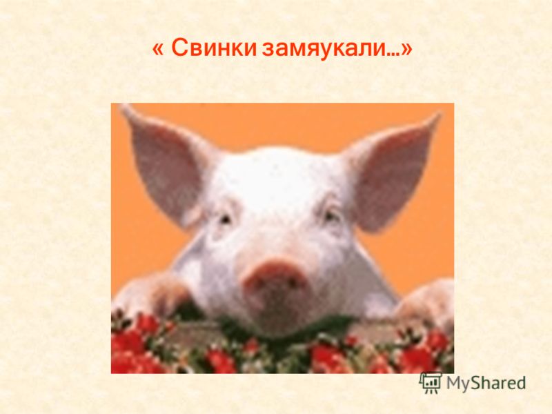 « Свинки замяукали…»