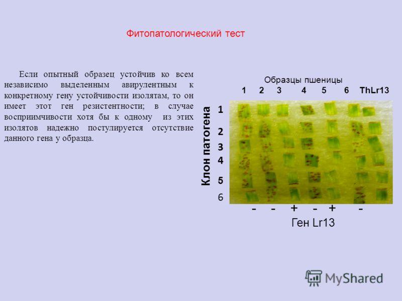 - - + - + - Ген Lr13 Образцы пшеницы 1 2 3 4 5 6 ThLr13 Клон патогена 1 2 3434 6 5 Если опытный образец устойчив ко всем независимо выделенным авирулентным к конкретному гену устойчивости изолятам, то он имеет этот ген резистентности; в случае воспри