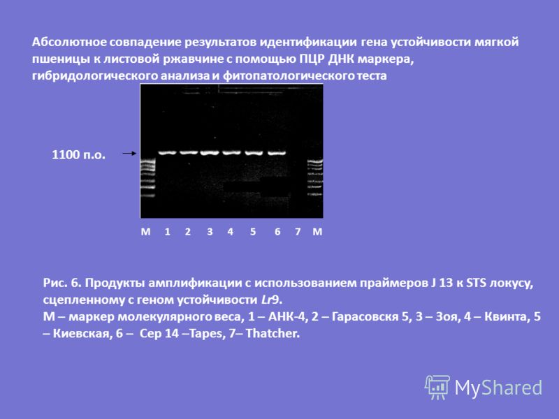 М 1 2 3 4 5 6 7 М Рис. 6. Продукты амплификации с использованием праймеров J 13 к STS локусу, сцепленному с геном устойчивости Lr9. М – маркер молекулярного веса, 1 – АНК-4, 2 – Гарасовскя 5, 3 – Зоя, 4 – Квинта, 5 – Киевская, 6 – Cep 14 –Tapes, 7– T