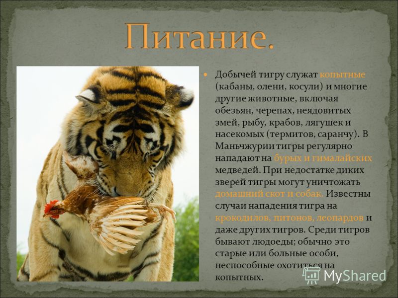 Гороскоп Тельца на 2018 год Обезьяны Гороскоп Тельца на 2018 год Обезьяны