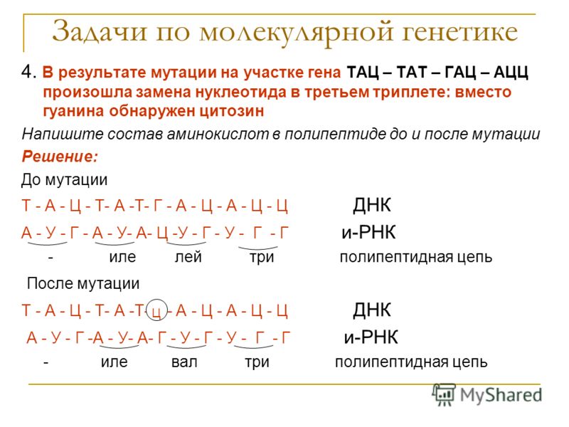 Задачи по генетике на мутации