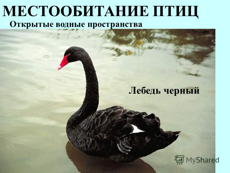 МЕСТООБИТАНИЕ ПТИЦ Лебедь черный Открытые водные пространства