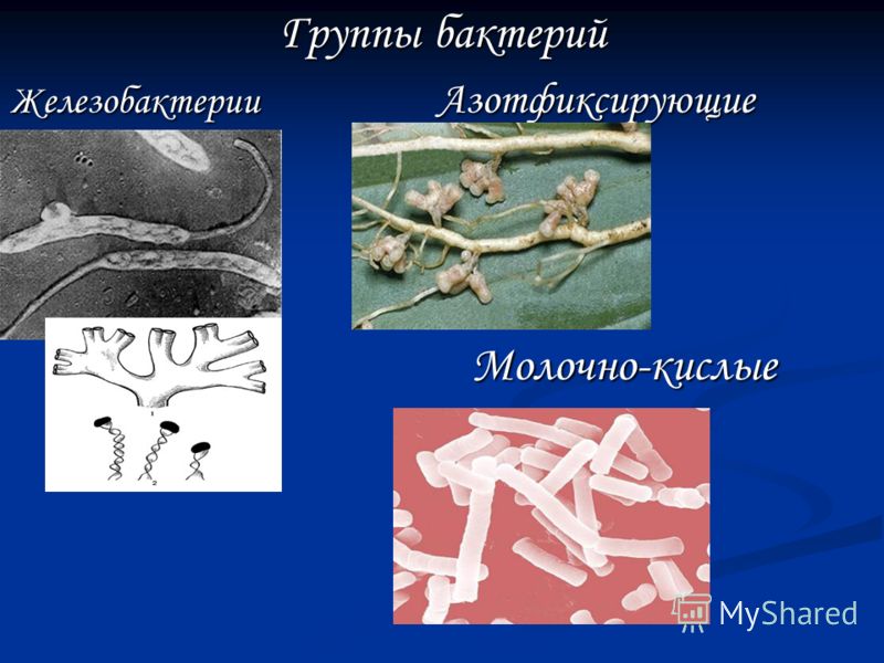 Типы питания бактерий Автотрофный Гетеротрофный (цианобактерии, (бактерии-паразиты, железобактерии, бактерии-сапрофиты) серобактерии, азотные бактерии)