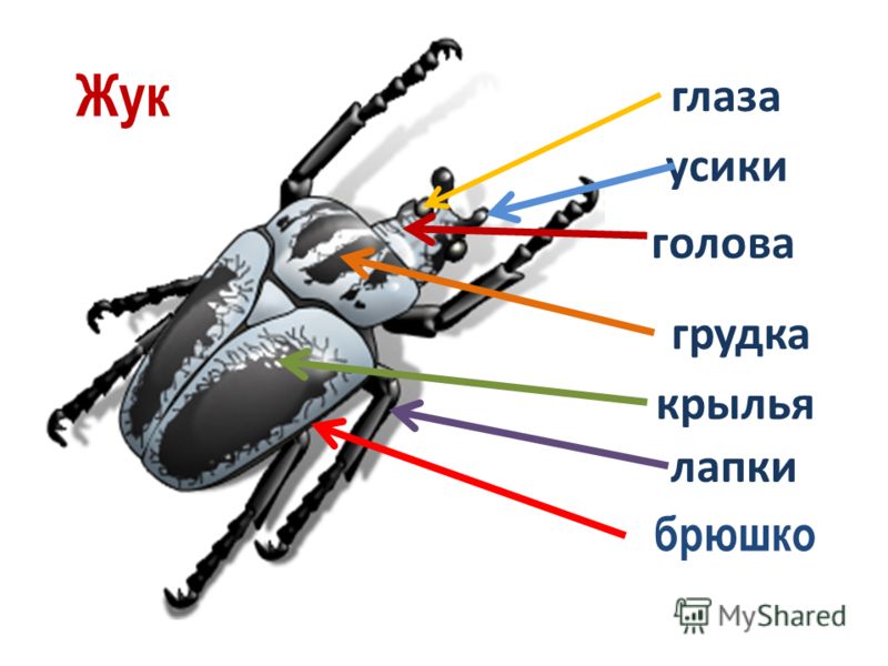 Пчелка жужужу mp3 скачать