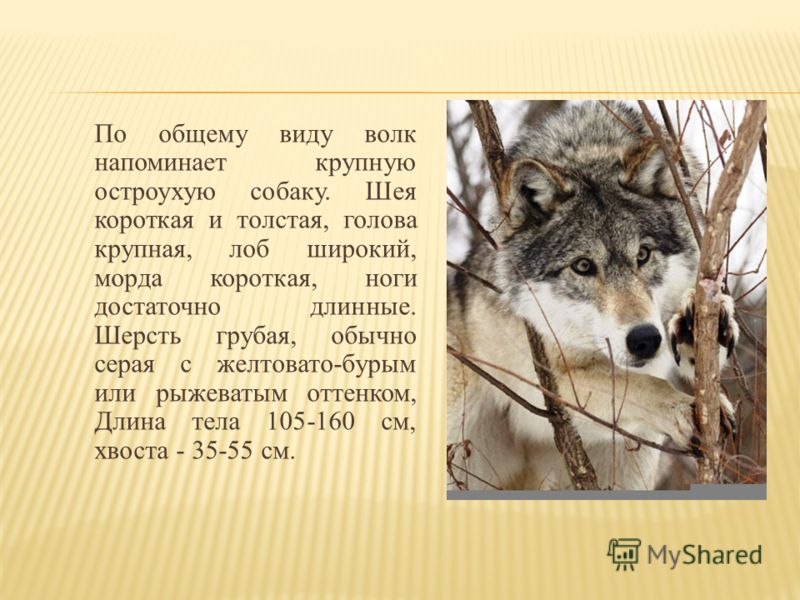 По общему виду волк напоминает крупную остроухую собаку. Шея короткая и толстая, голова крупная, лоб широкий, морда короткая, ноги достаточно длинные. Шерсть грубая, обычно серая с желтовато-бурым или рыжеватым оттенком, Длина тела 105-160 см, хвоста