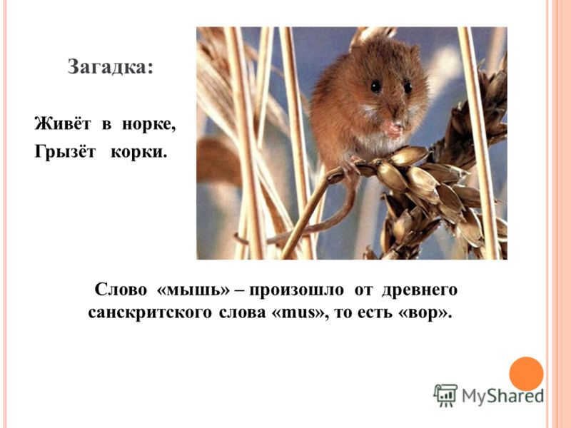 Загадка: Живёт в норке, Грызёт корки. Слово «мышь» – произошло от древнего санскритского слова «mus», то есть «вор».