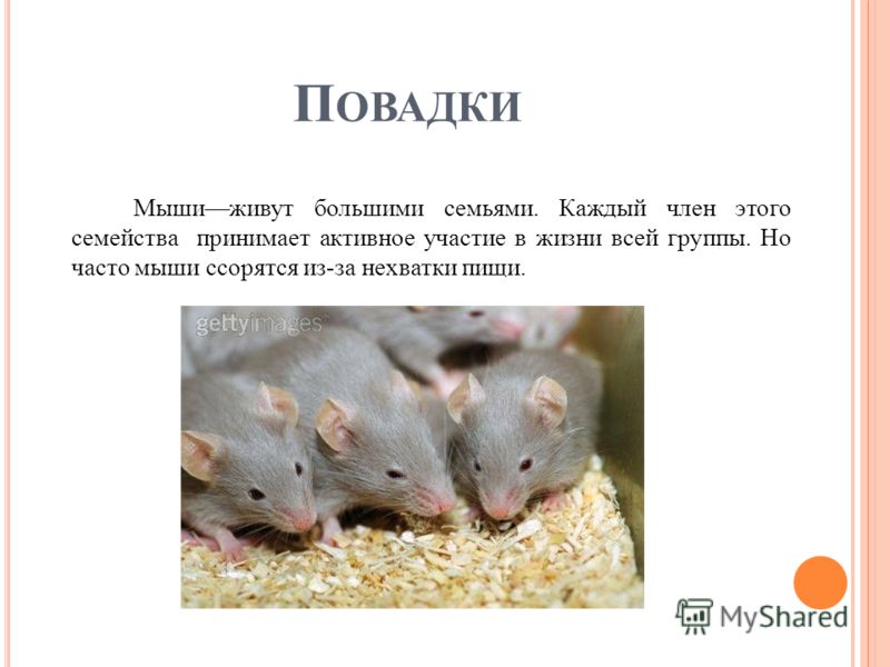 П ОВАДКИ Мышиживут большими семьями. Каждый член этого семейства принимает активное участие в жизни всей группы. Но часто мыши ссорятся из-за нехватки пищи.