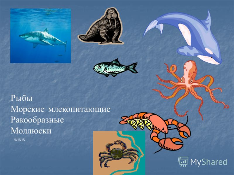 Рыбы Морские млекопитающие Ракообразные Моллюски ***