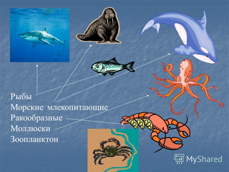 Рыбы Морские млекопитающие Ракообразные Моллюски Зоопланктон