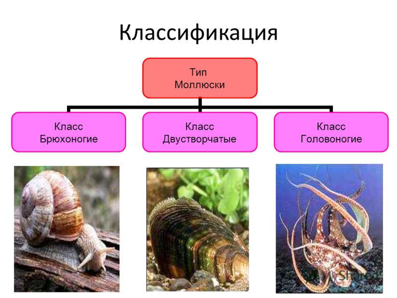 Классификация Тип Моллюски Класс Брюхоногие Класс Двустворчатые Класс Головоногие