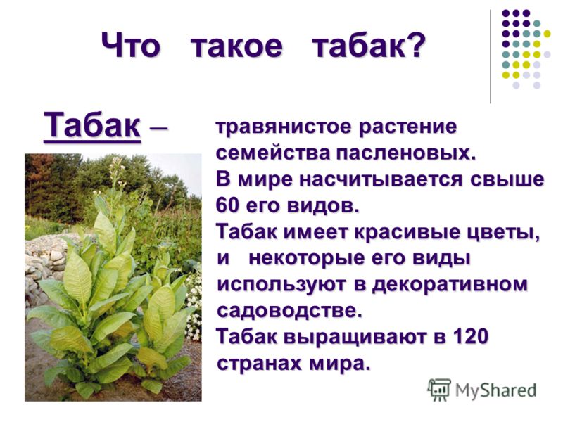 Что такое табак? Табак – травянистое растение травянистое растение семейства пасленовых. семейства пасленовых. В мире насчитывается свыше В мире насчитывается свыше 60 его видов. 60 его видов. Табак имеет красивые цветы, и некоторые его виды использу
