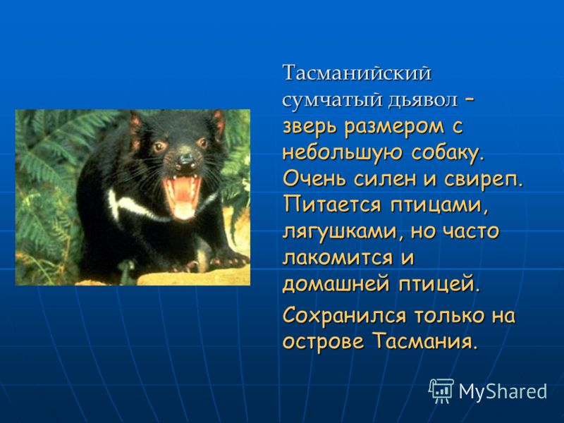 Тасманийский сумчатый дьявол – зверь размером с небольшую собаку. Очень силен и свиреп. Питается птицами, лягушками, но часто лакомится и домашней птицей. Сохранился только на острове Тасмания.