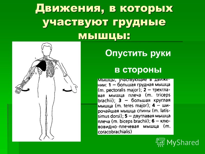 Движения, в которых участвуют грудные мышцы: Опустить руки в стороны